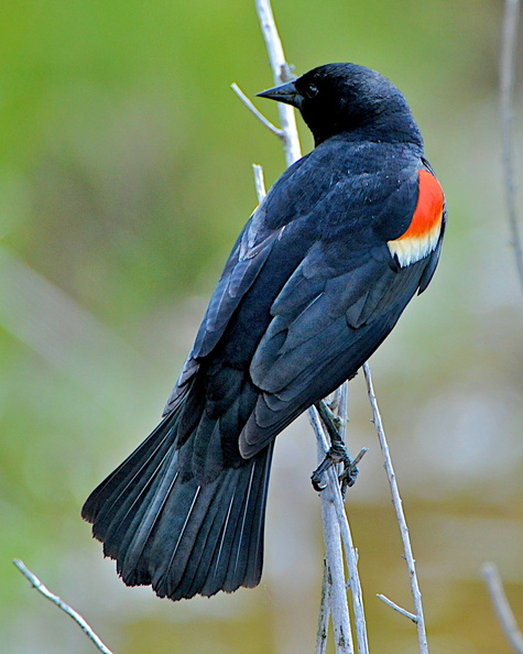 red-winged blackbird (male) = agelaius phoeniceus